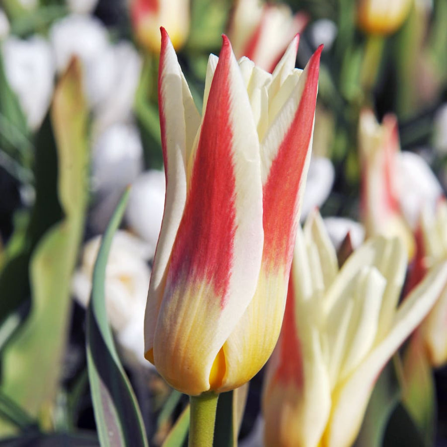 Kaufmanniana-Tulpe 'Floresta' Weiß-Rot