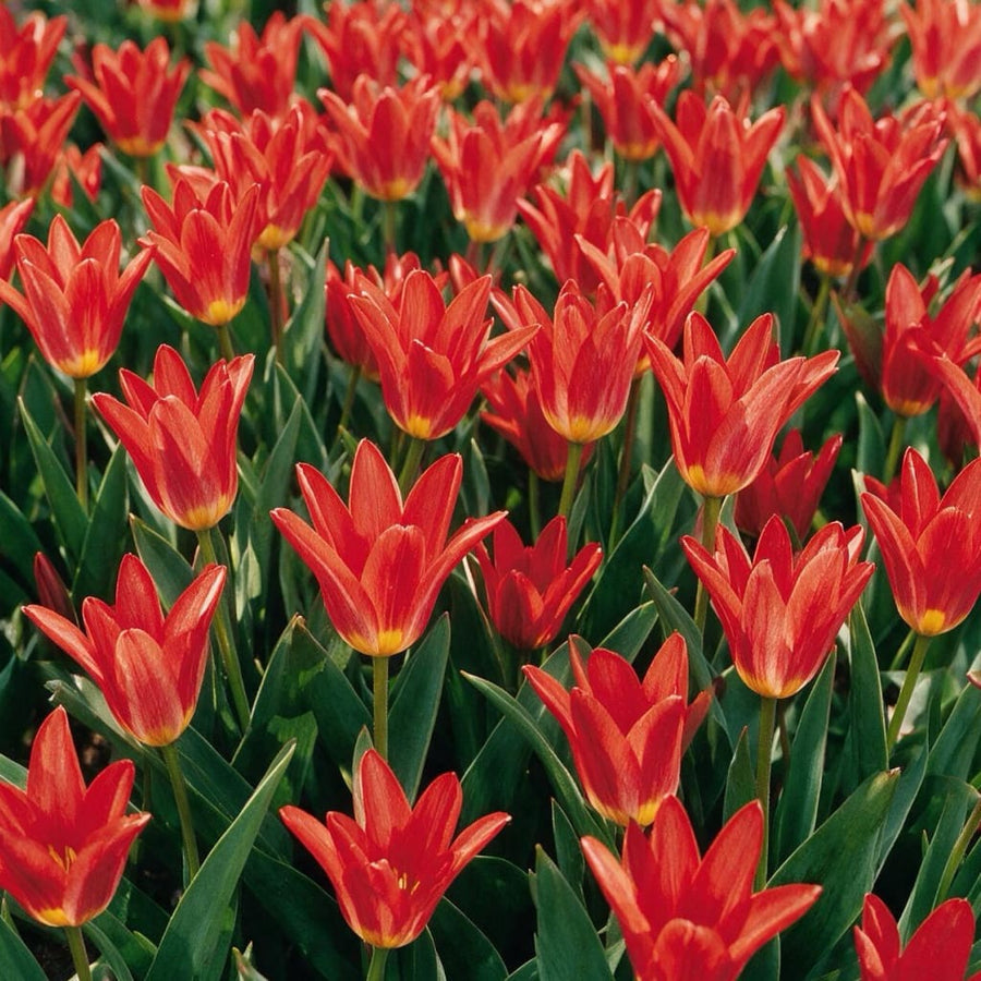 Kaufmanniana-Tulpe 'Scarlet Baby' Rot