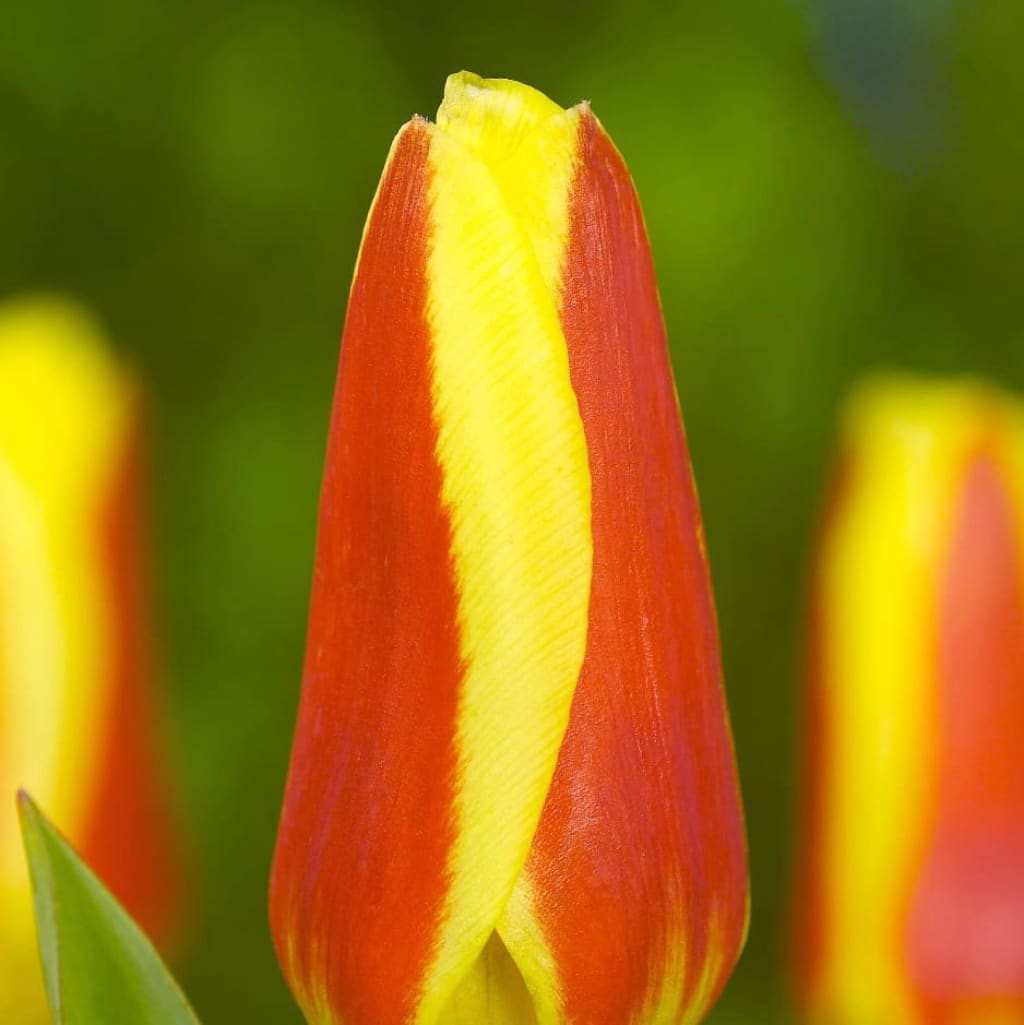 Tulipa