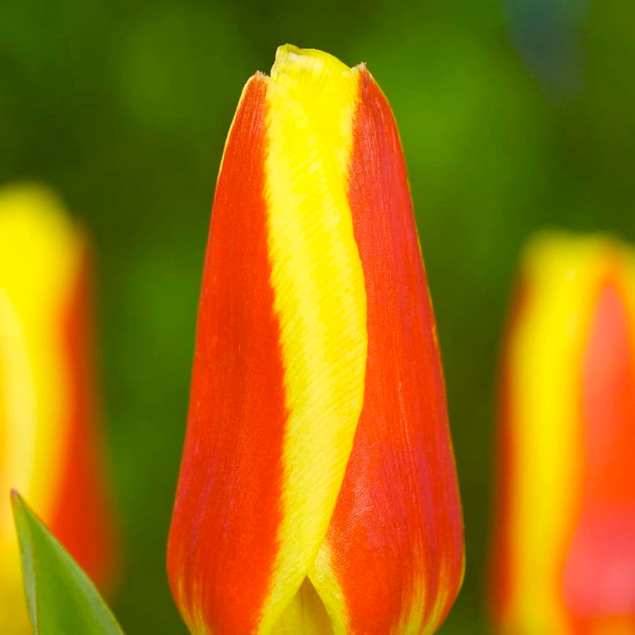 Tulipa