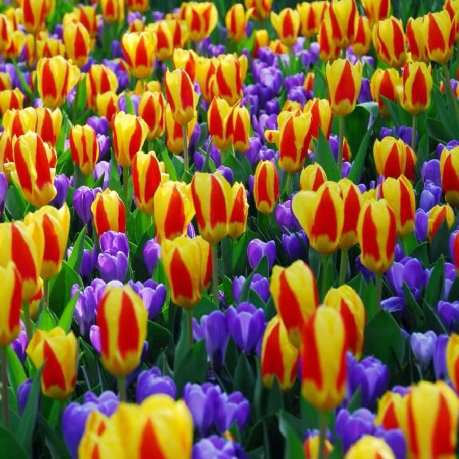 Kaufmanniana-Tulpe 'Stresa' Rot-Gelb
