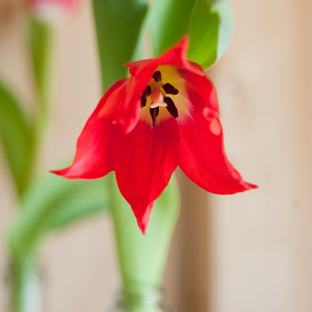 Tulipa