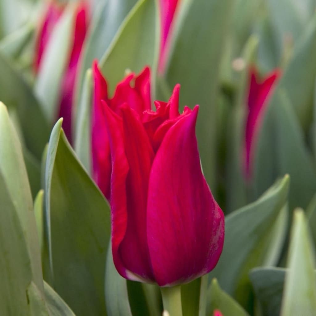 Lilienblütige Tulpe 'Pretty Woman' Rot