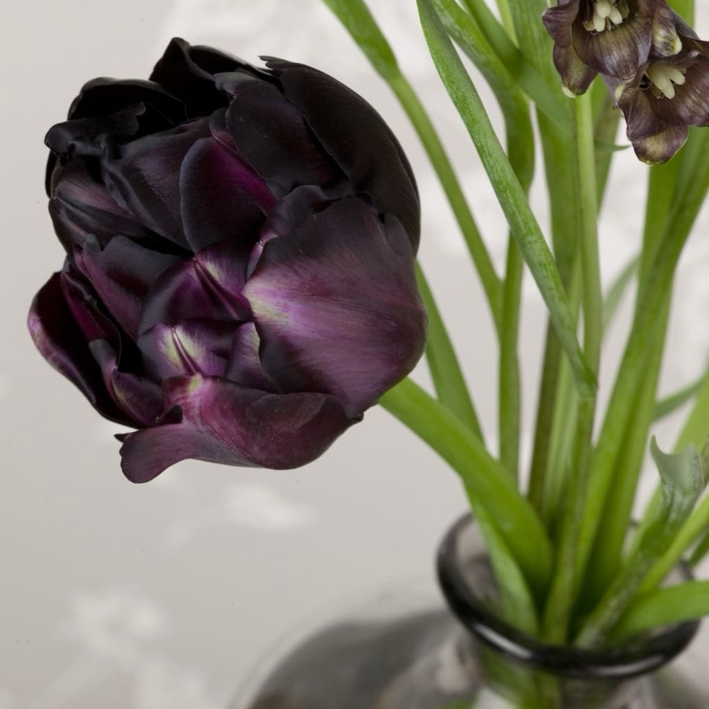 Tulipa