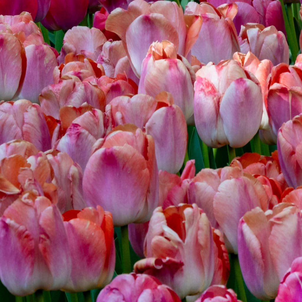 Tulipa
