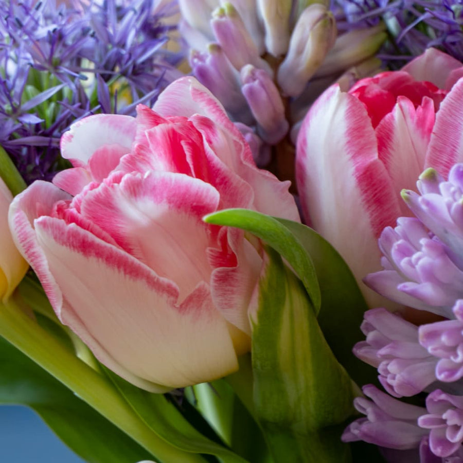 Päonien-Tulpe 'Finola' Rosa