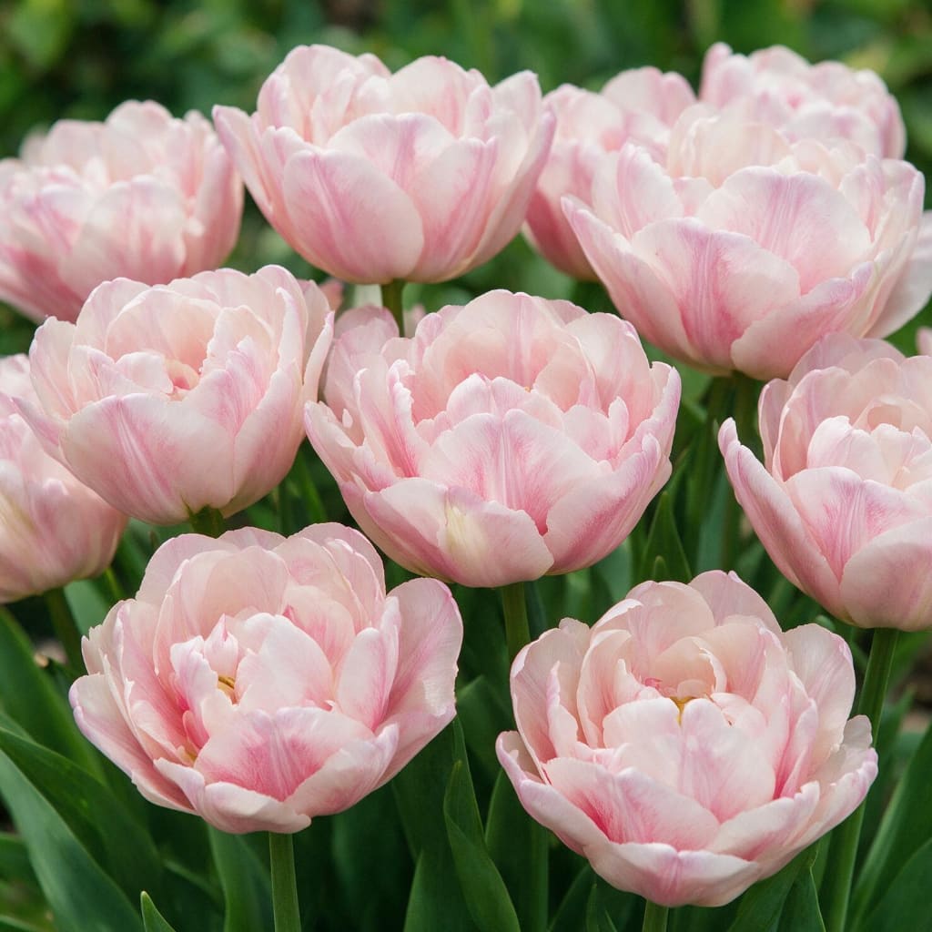 Tulipa