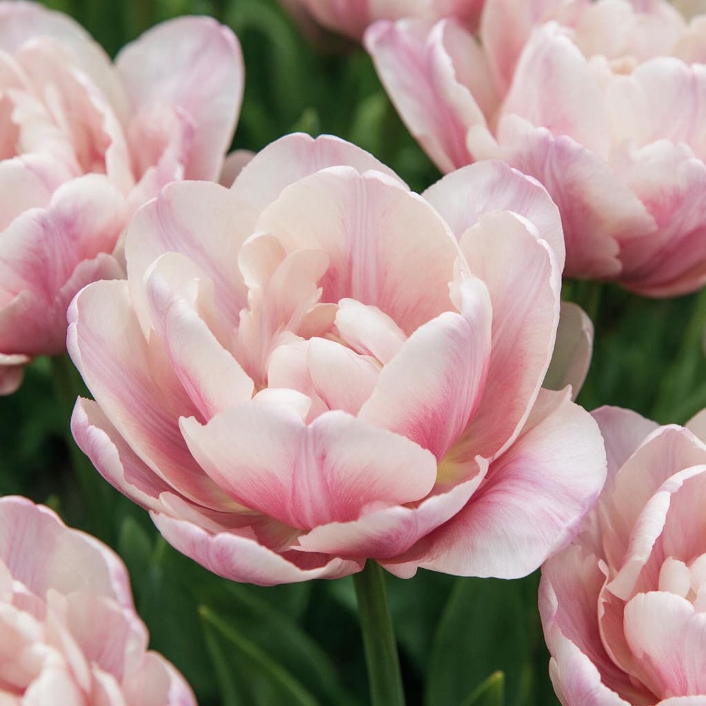 Päonien-Tulpe 'Tabledance' Rosa