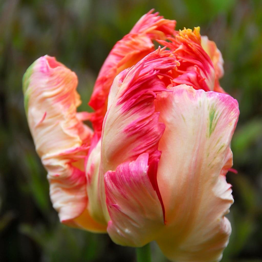 Tulipa