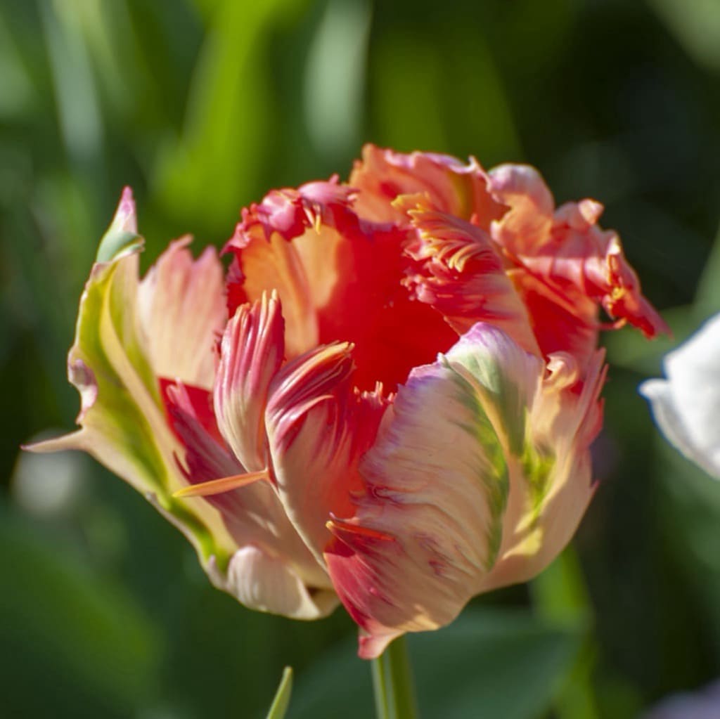 Tulipa