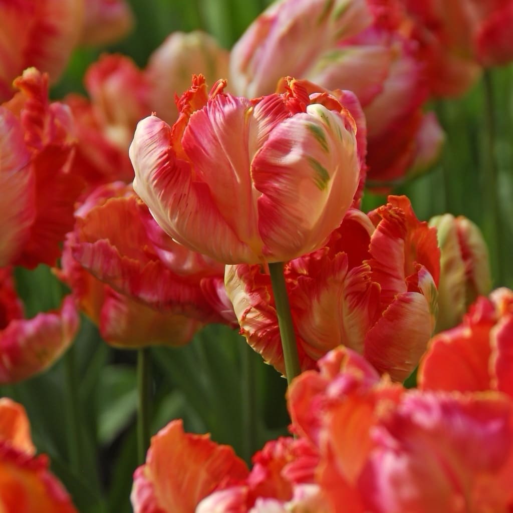 Papageien-Tulpe 'Apricot Parrot' Rosa