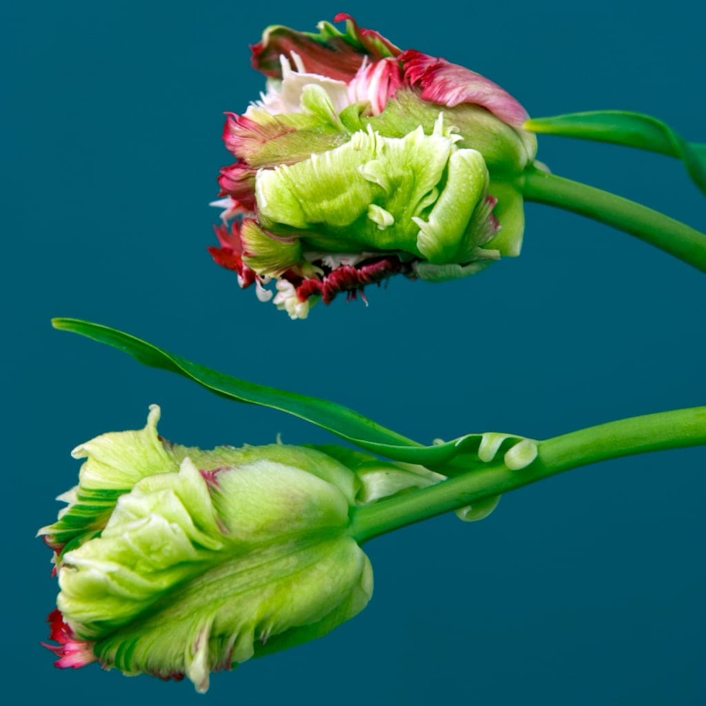 Tulipa