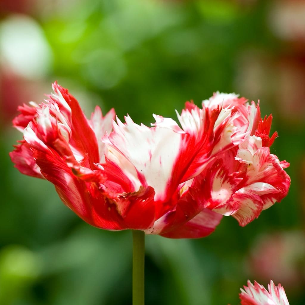 Tulipa