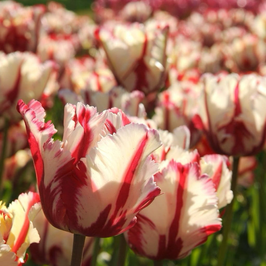 Papageien-Tulpe 'Estella Rijnveld' Rot-Weiß