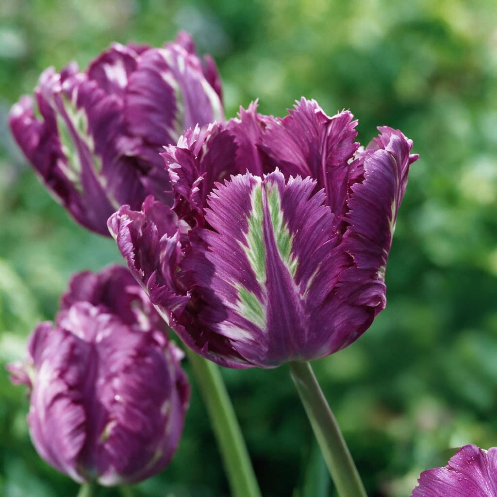 Tulipa