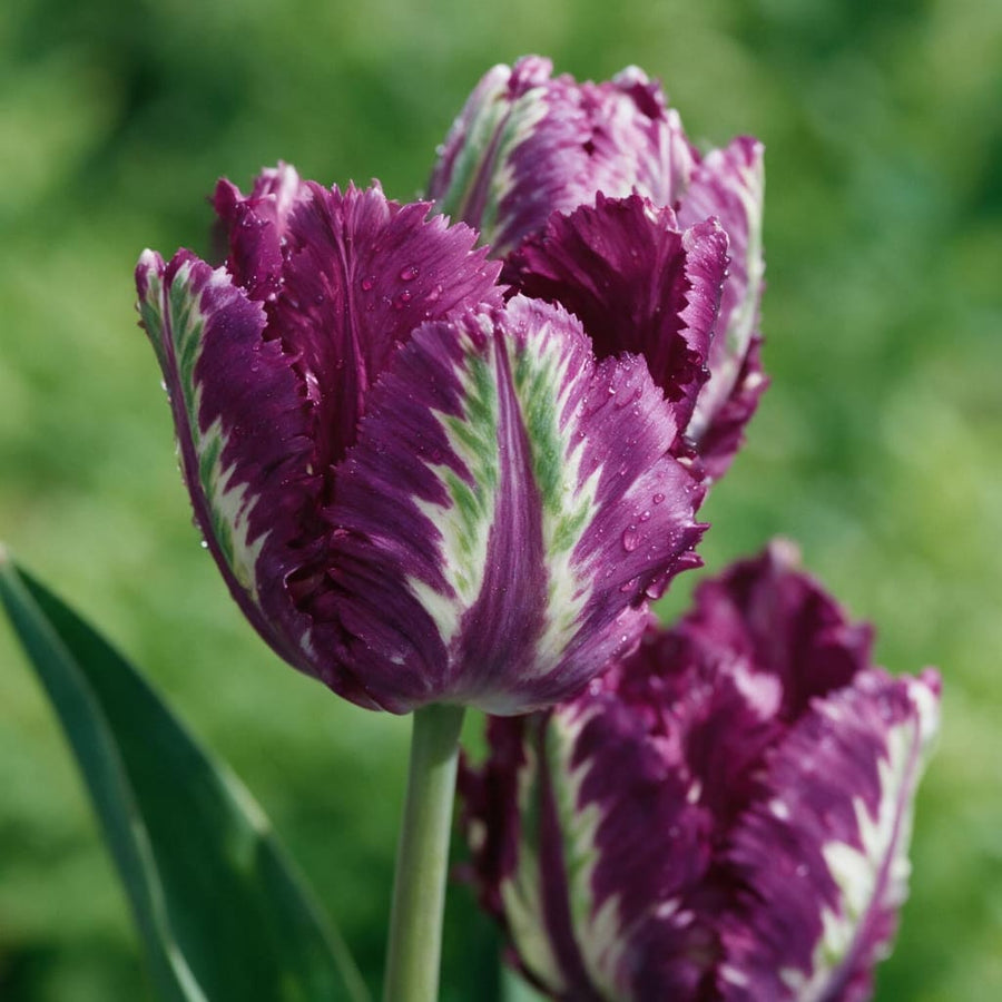 Papageien-Tulpe 'Parrot Negrita' Violett