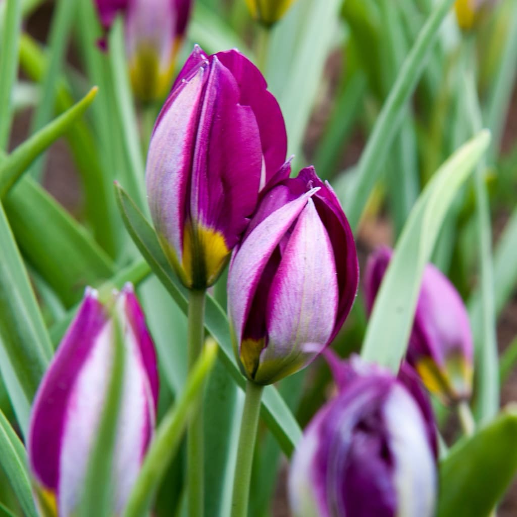 Tulipa pulchella