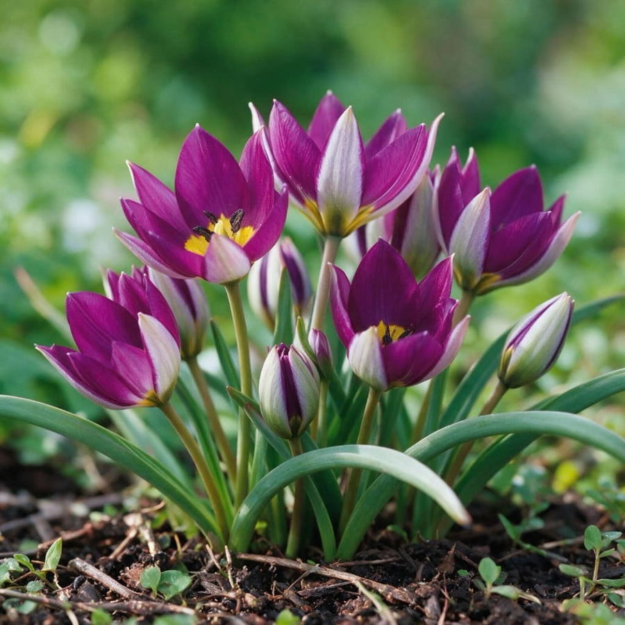 Wildtulpe 'Persian Pearl' Violett