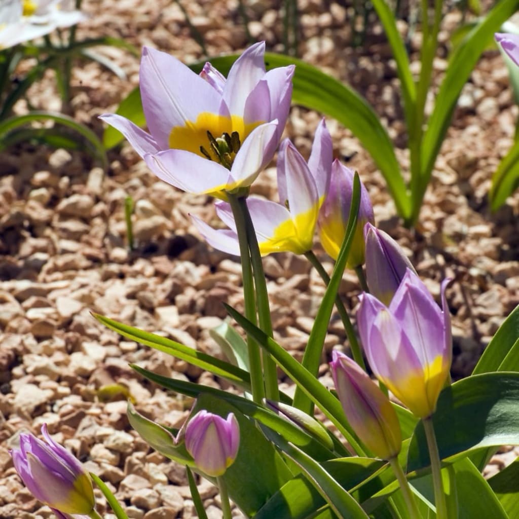 Tulipa saxatilis