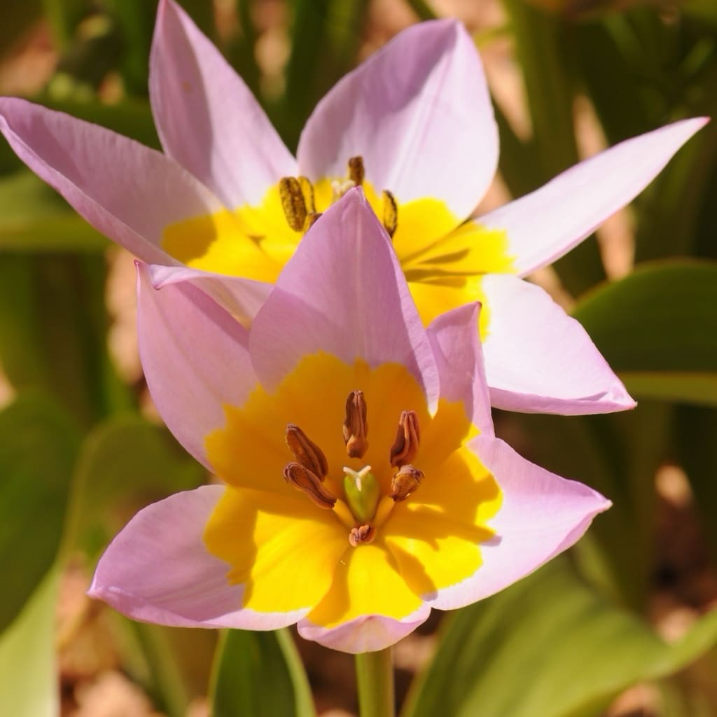 Tulipa saxatilis