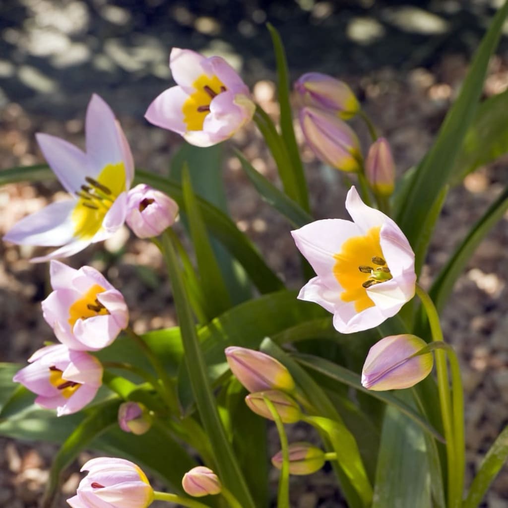 Bio-Felsen-Tulpe Rosa