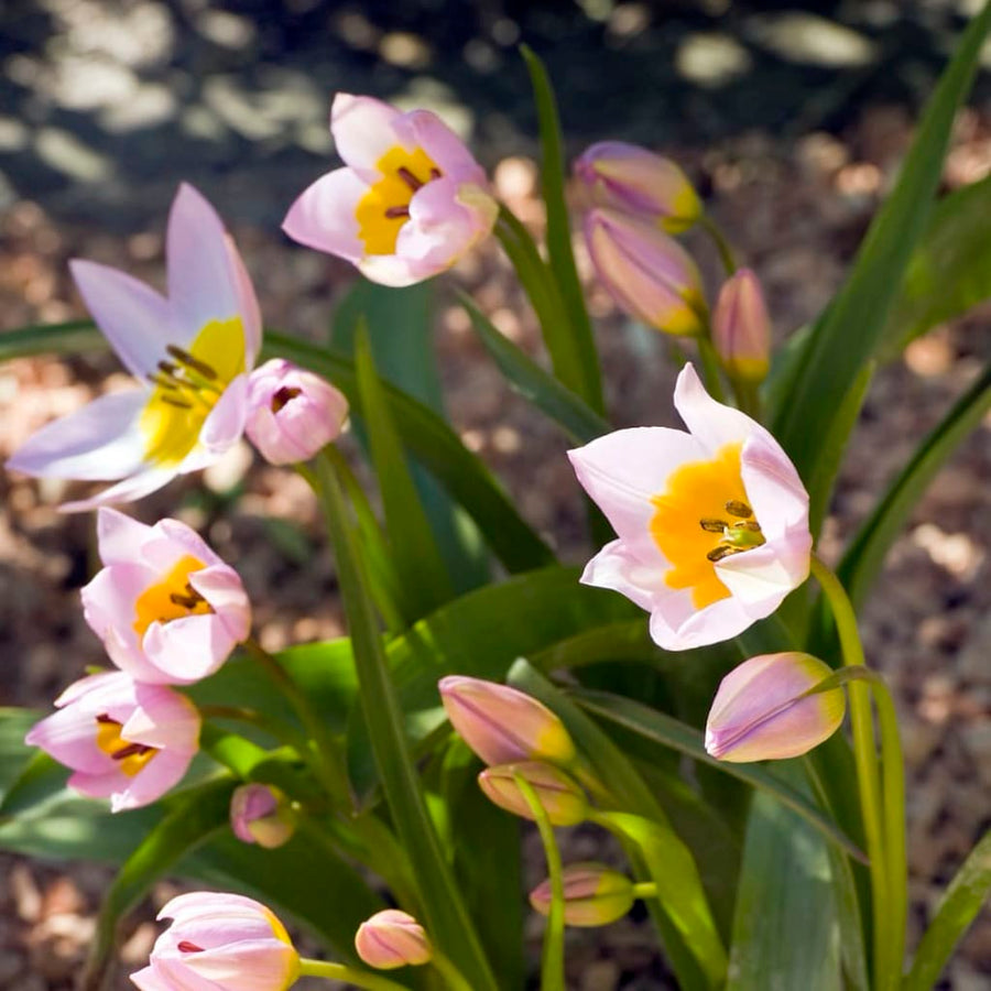 Bio-Felsen-Tulpe Rosa
