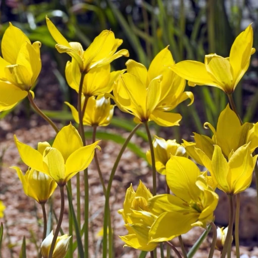 Tulipa sylvestris