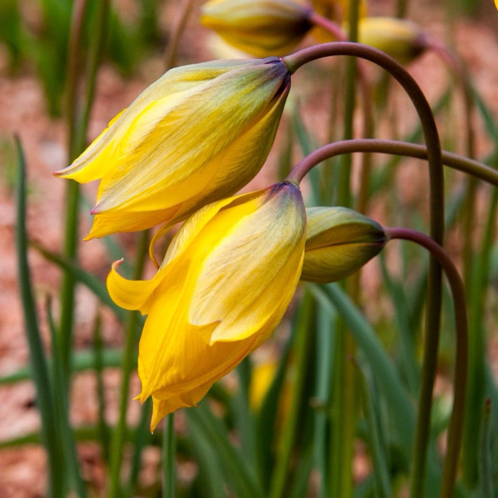 Tulipa sylvestris