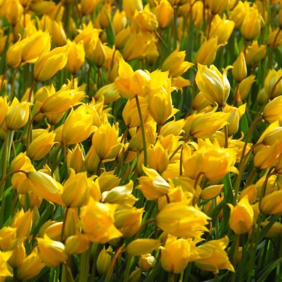 Wildtulpe Gelb