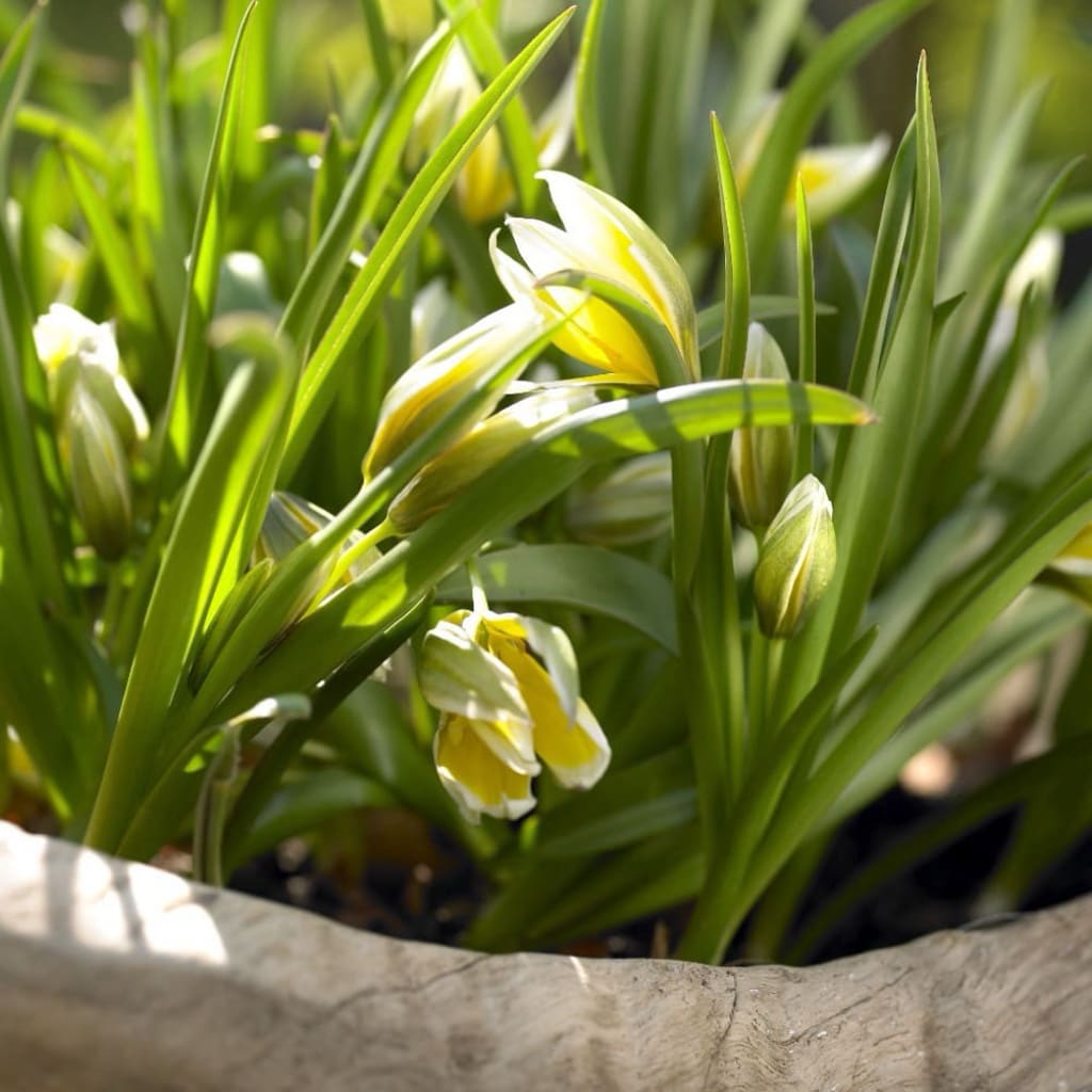 Tulipa tarda
