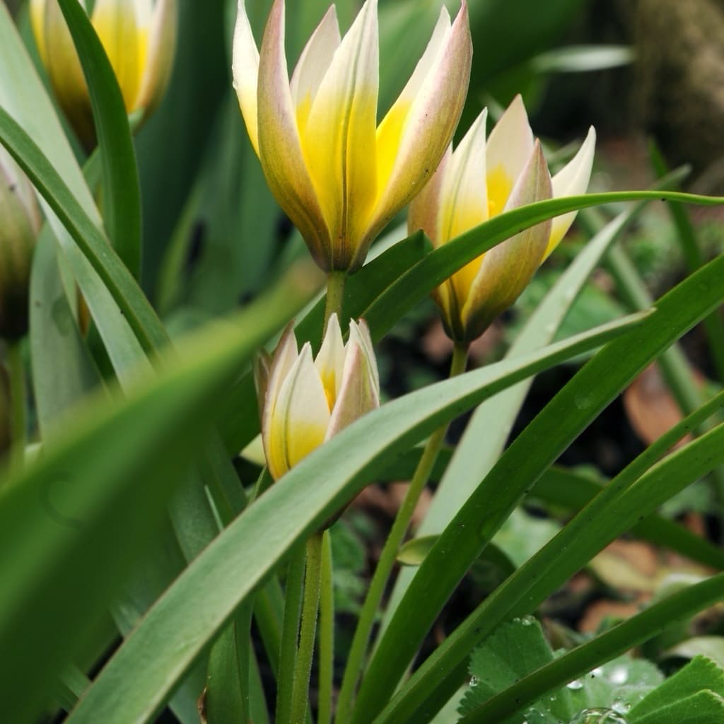 Tulipa tarda