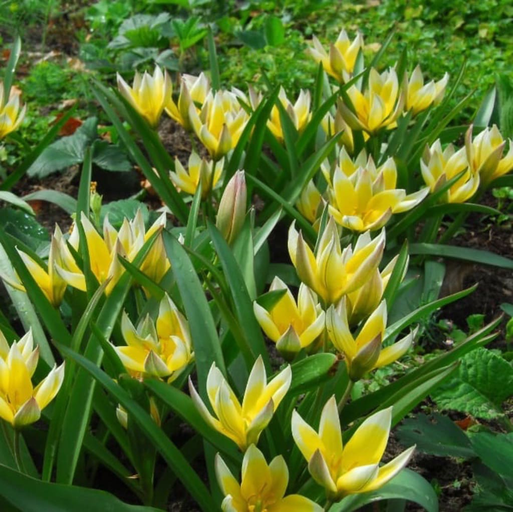 Bio-Stern-Tulpe Gelb-Weiß