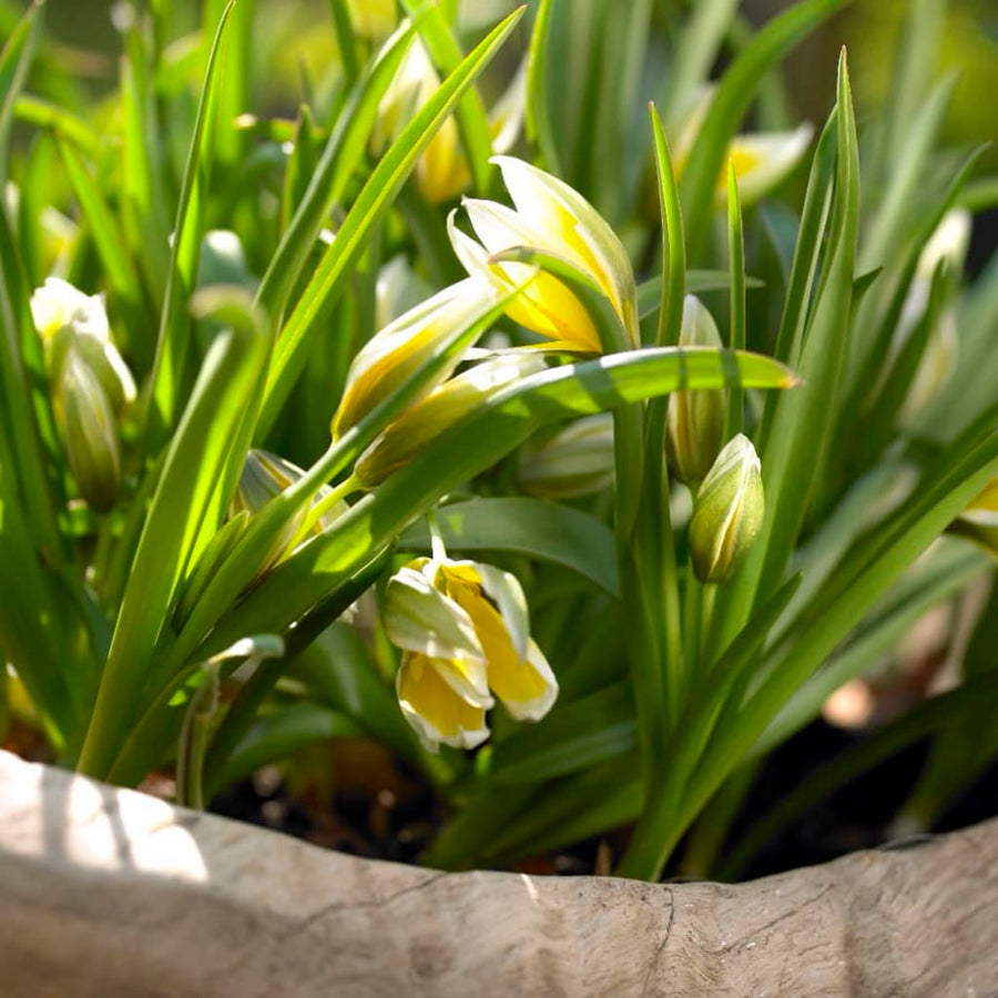 Tulipa tarda