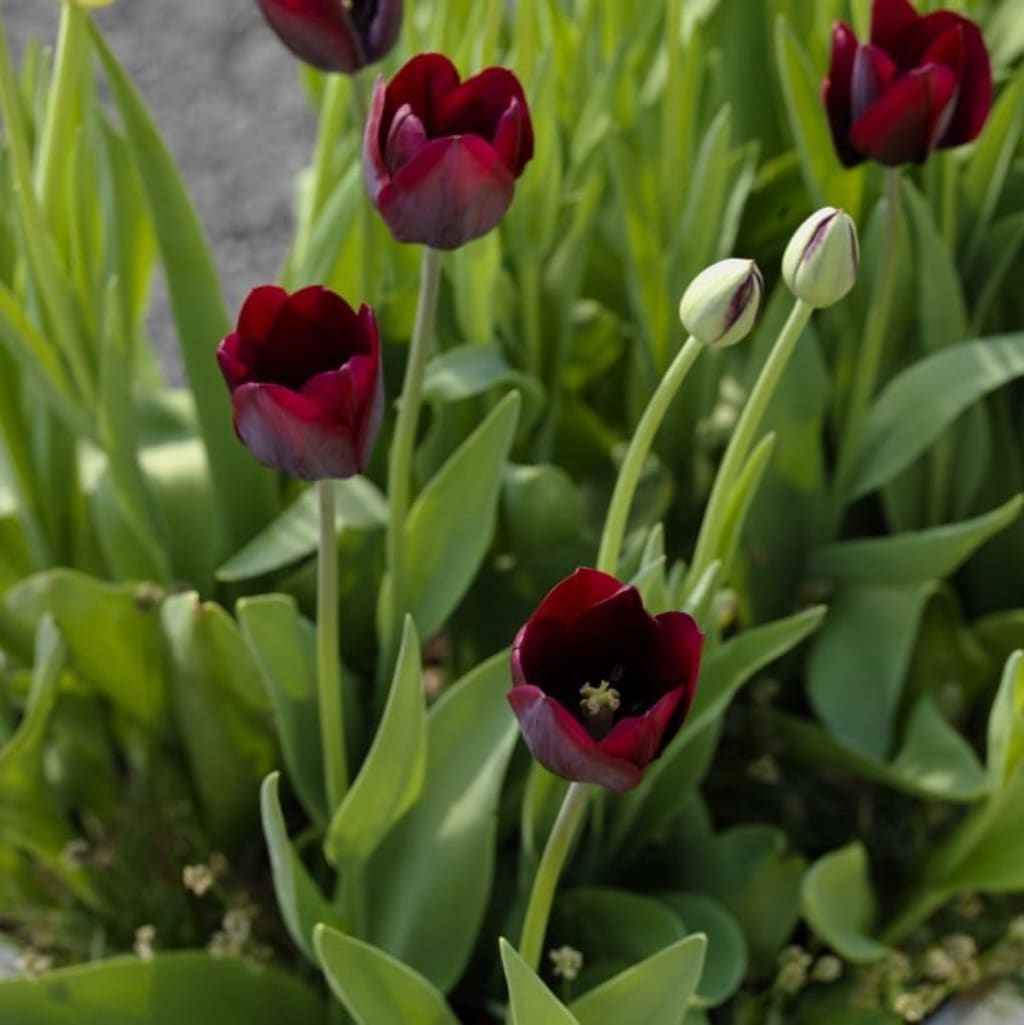 Tulipa