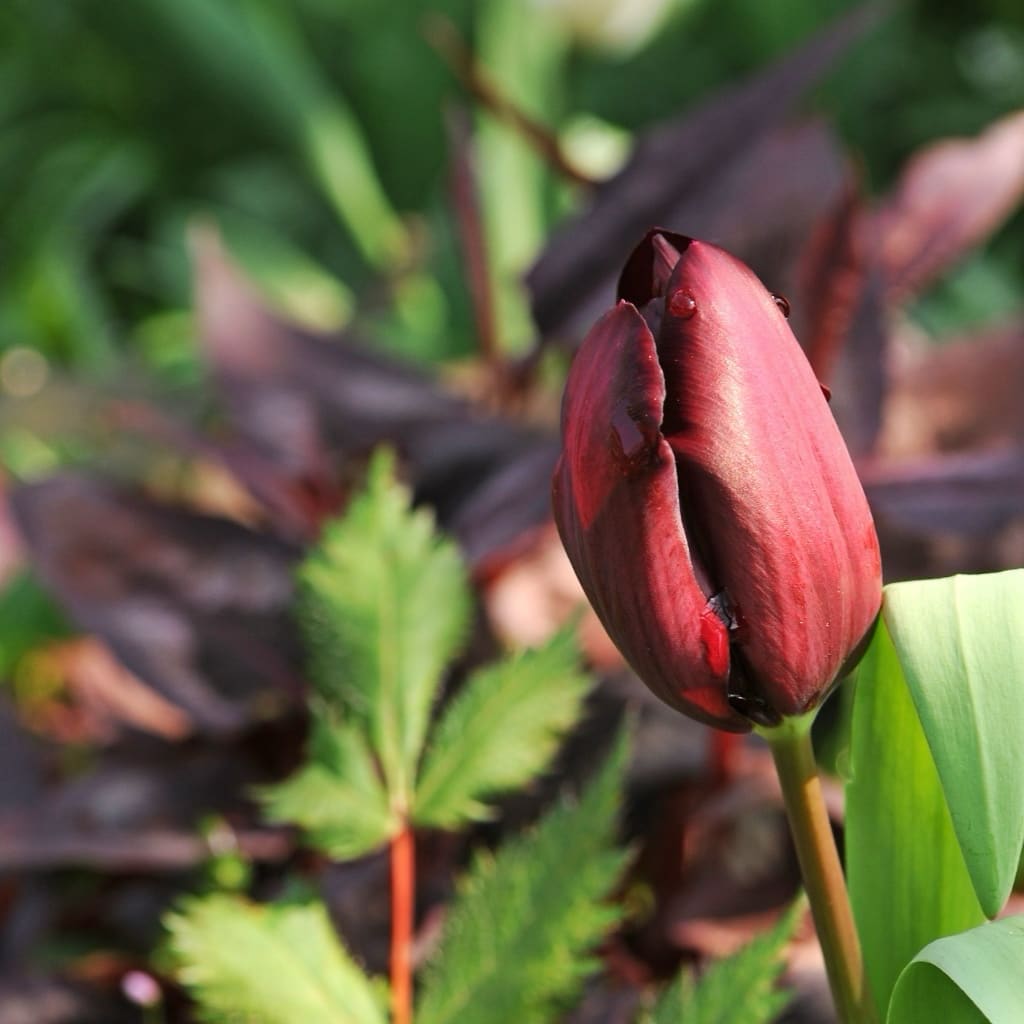 Tulipa