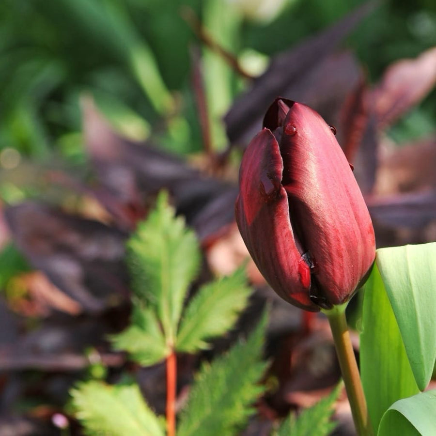 Tulipa