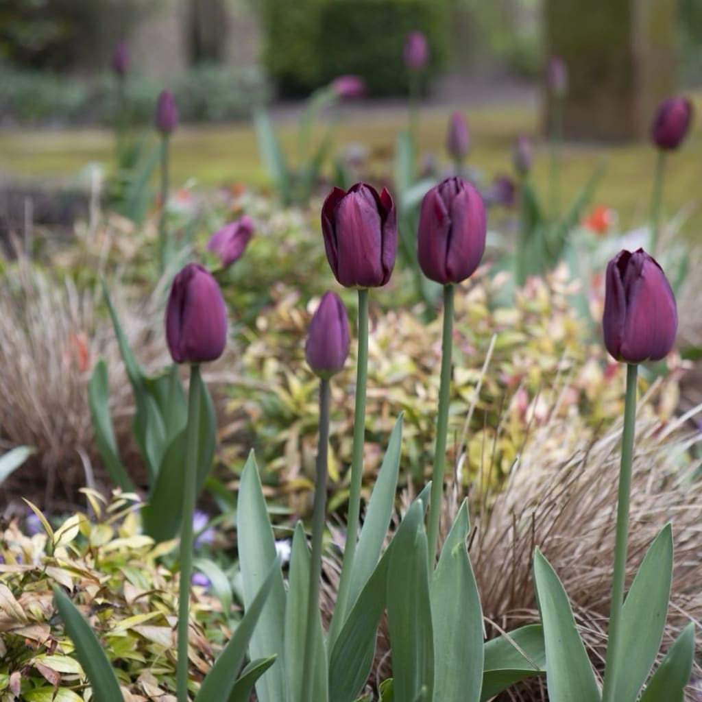 Triumph-Tulpe 'Ronaldo' Schwarz