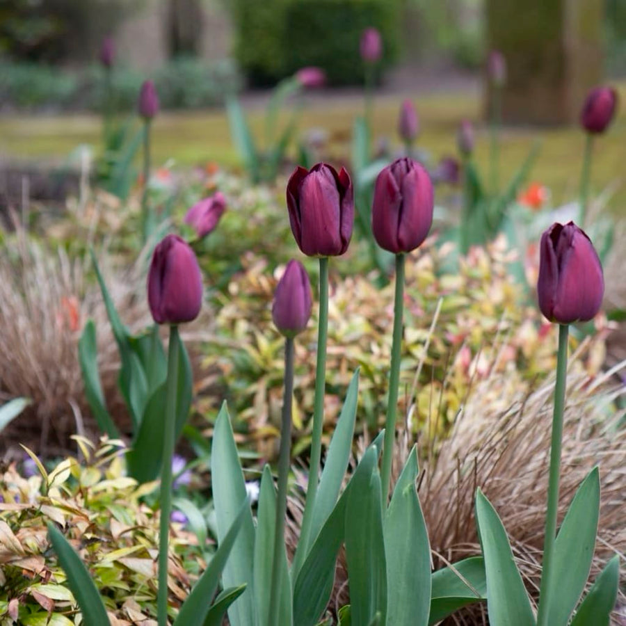 Triumph-Tulpe 'Ronaldo' Schwarz
