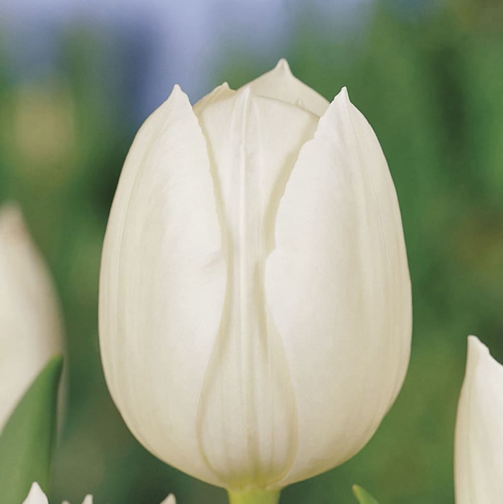 Triumph-Tulpe 'Royal Virgin' Weiß