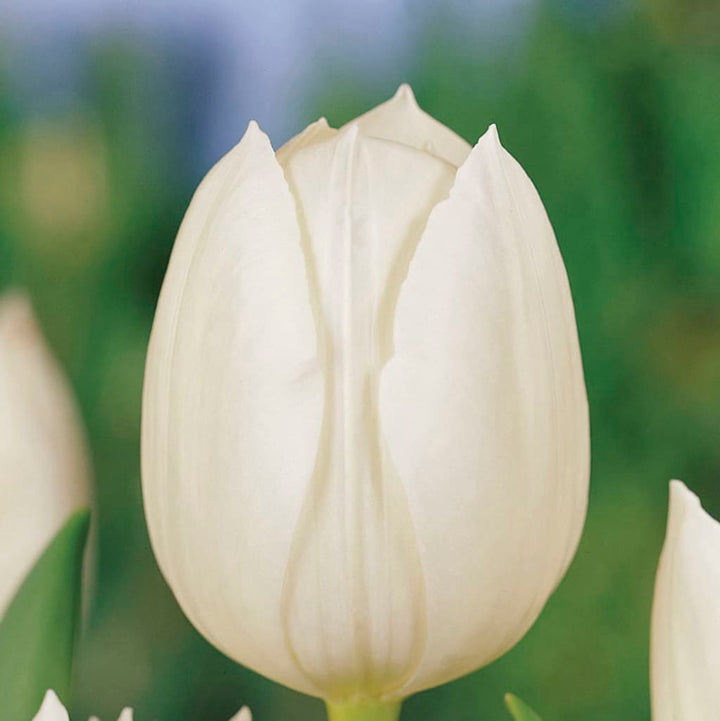 Triumph-Tulpe 'Royal Virgin' Weiß