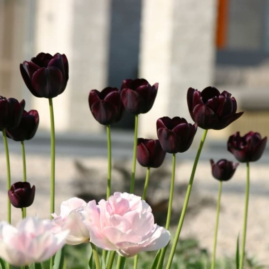 Tulipa