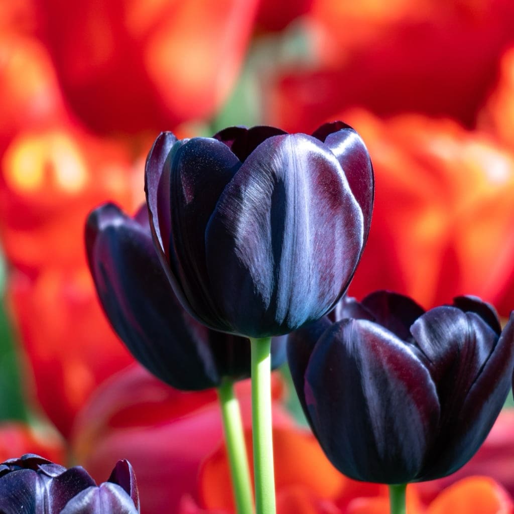 Tulipa