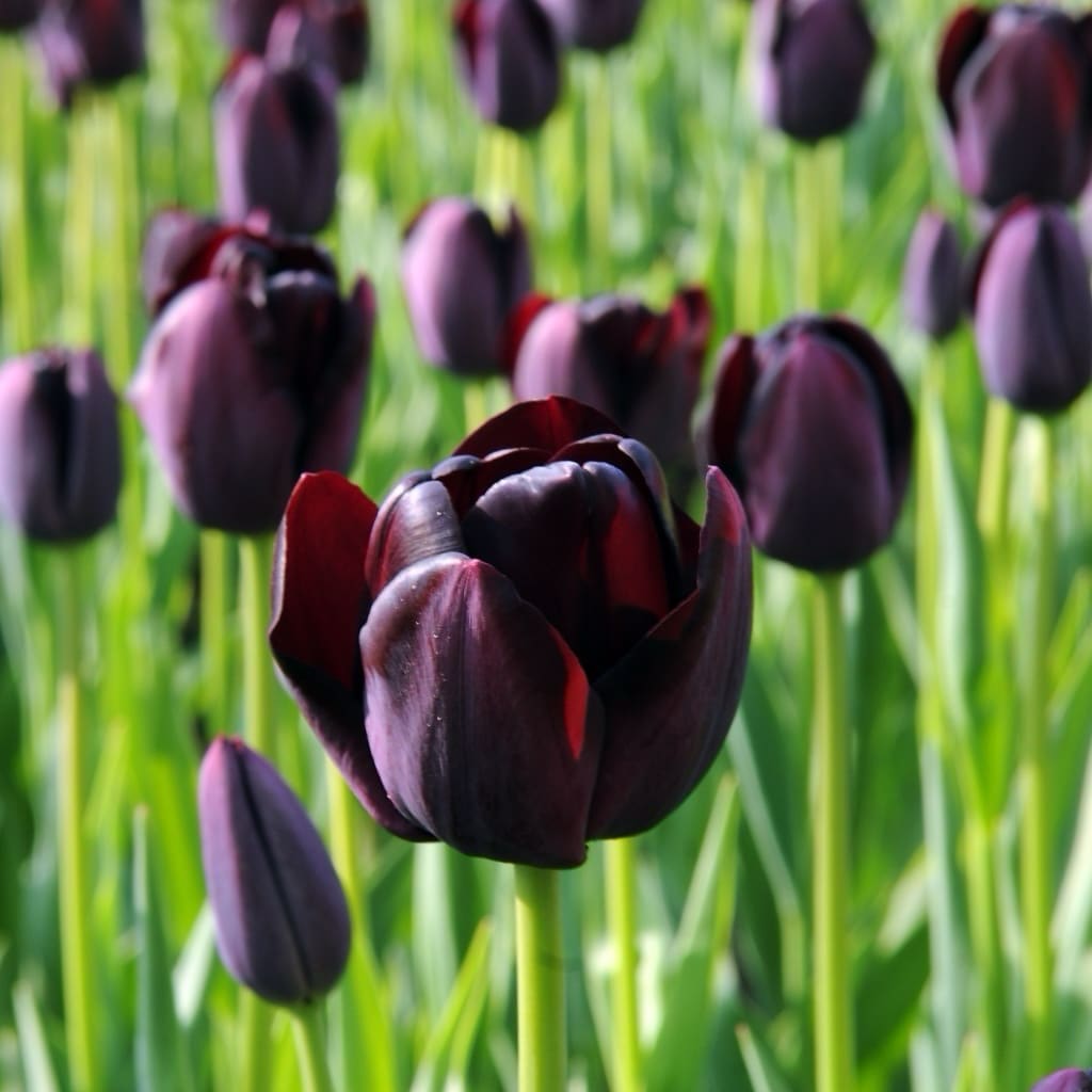 Tulpe 'Queen of Night' Schwarz