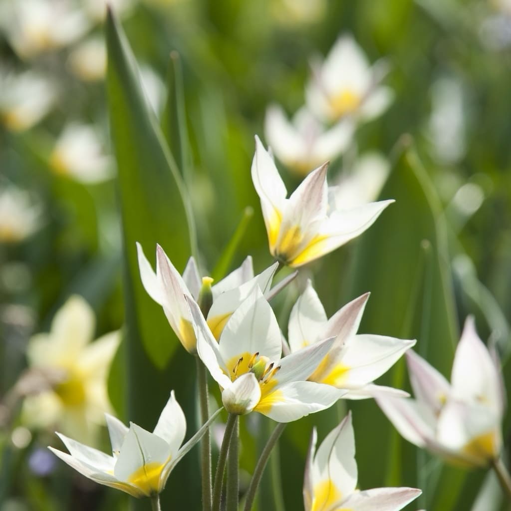 Tulipa turkestanica