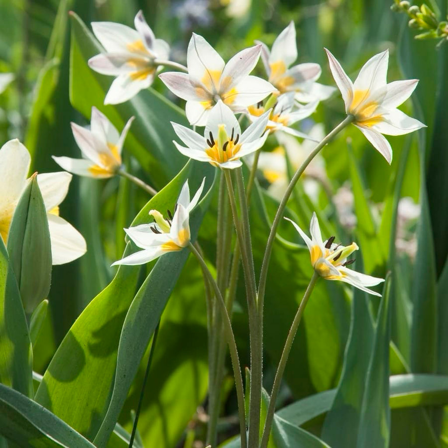 Wildtulpe Turkestanica Weiß