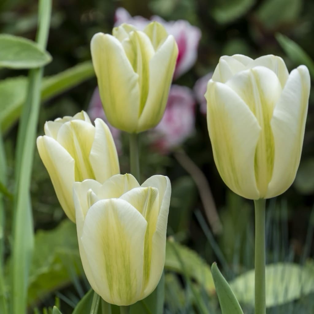 Tulipa