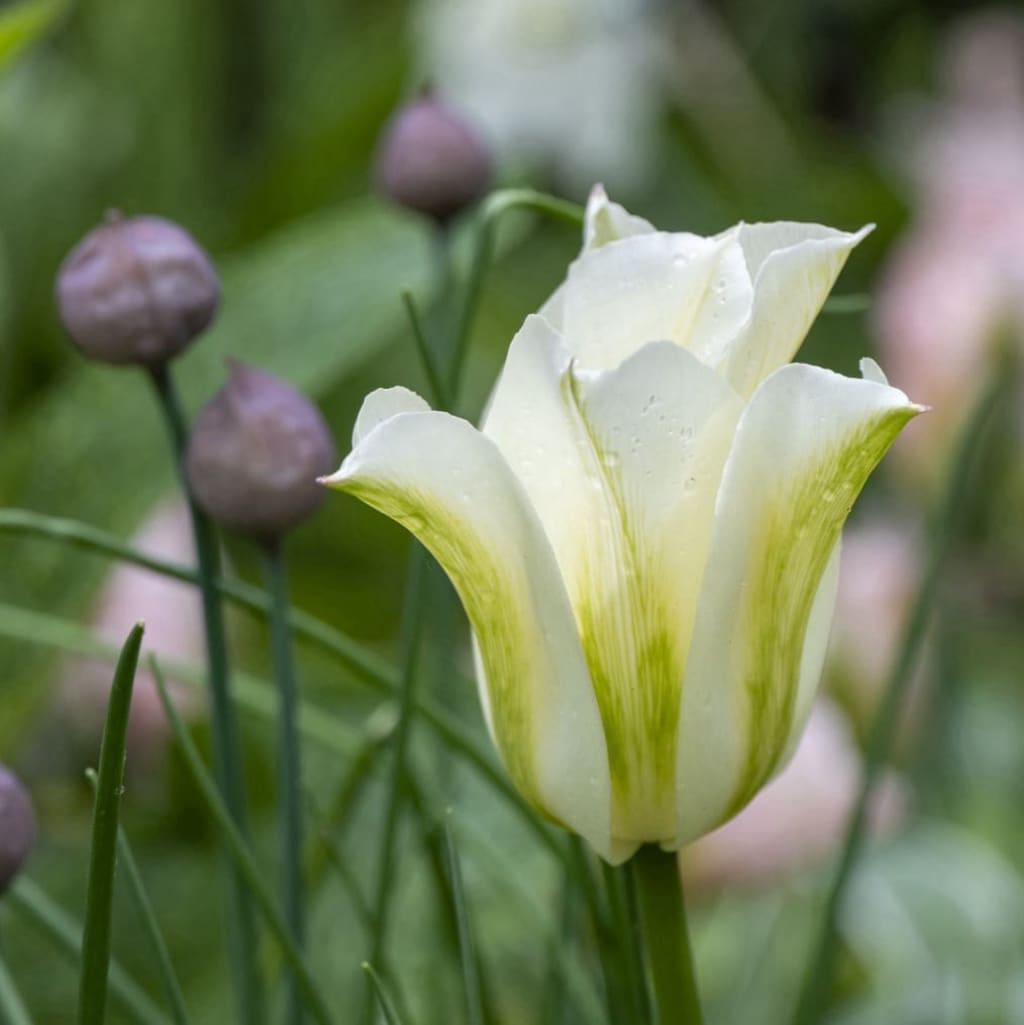 Tulipa
