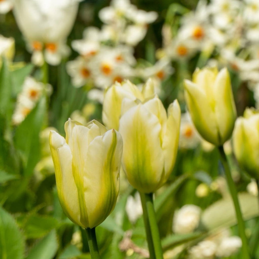 Viridiflora-Tulpe 'Green Spirit' Weiß-Grün