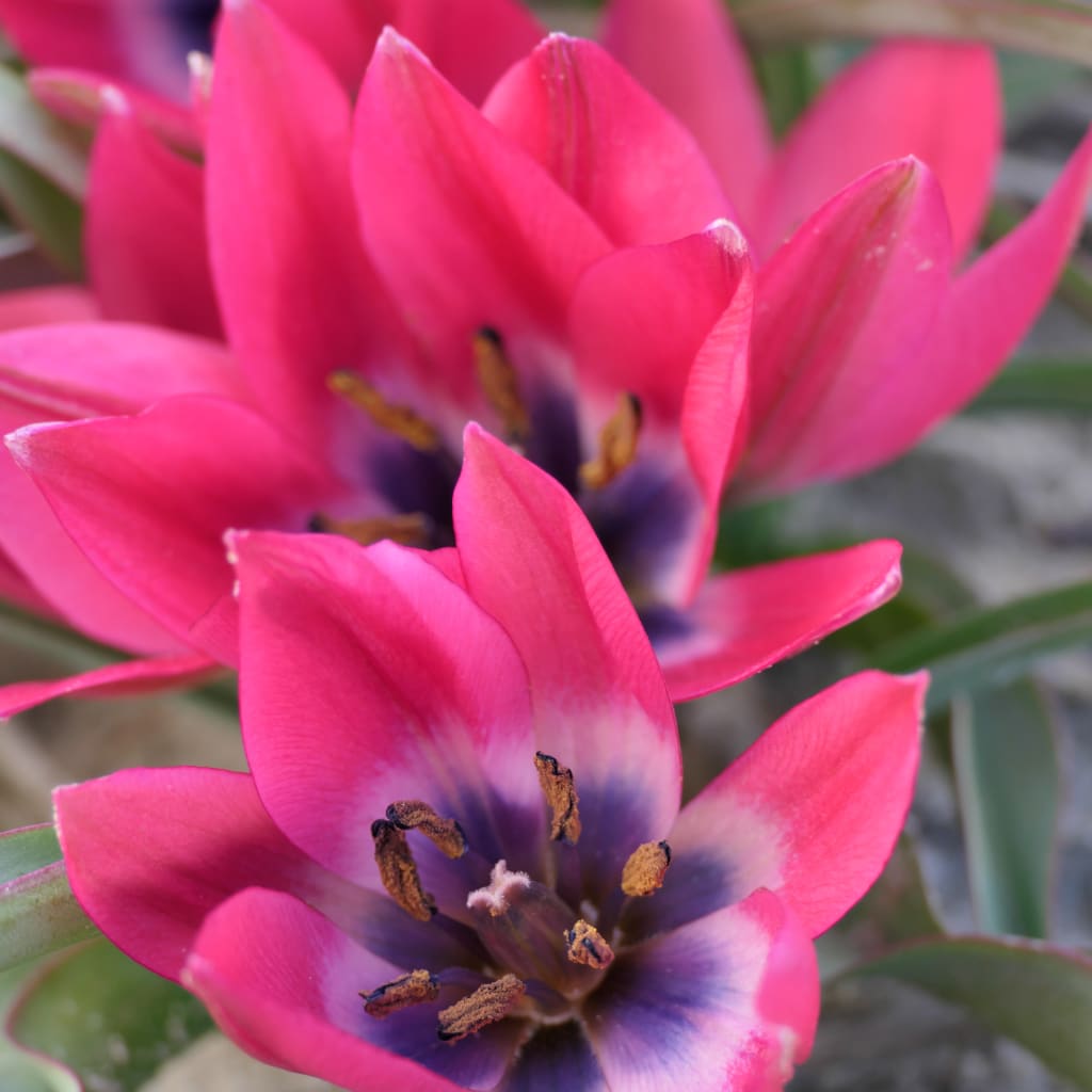 Wildtulpe 'Danique' Rosa