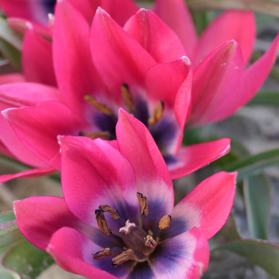 Wildtulpe 'Danique' Rosa